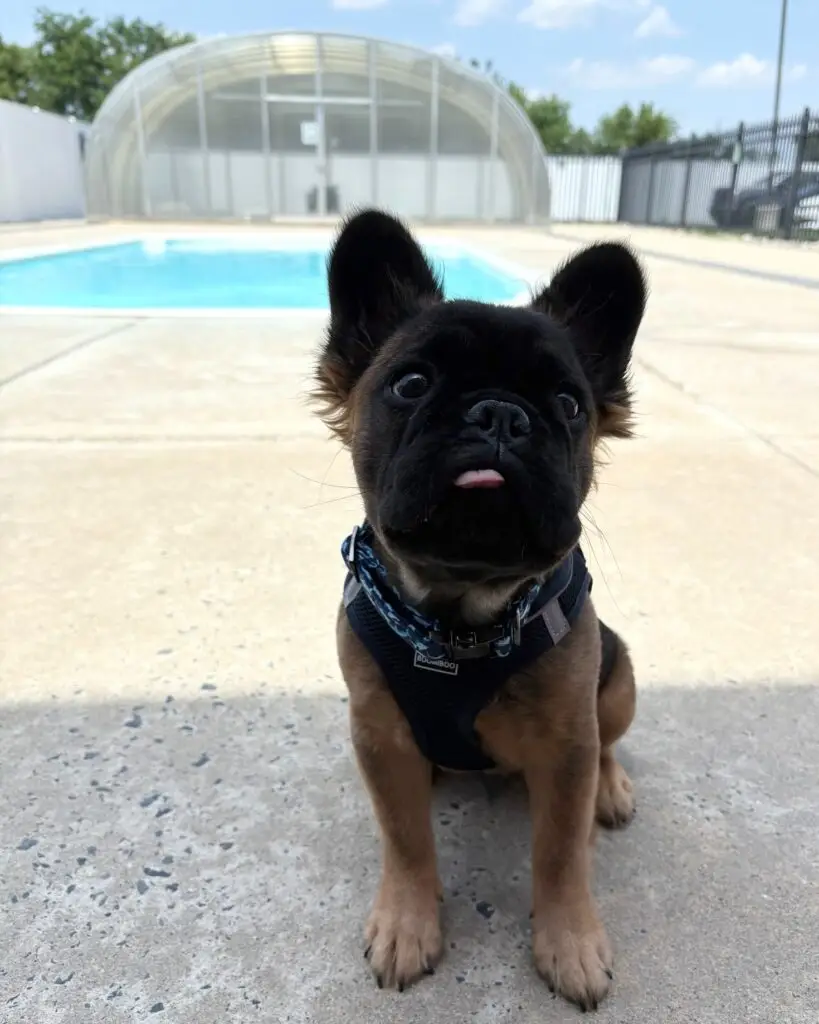 French bulldog puppy sitting near a doggy swimming pool at Philadelphia Animal Hospital
