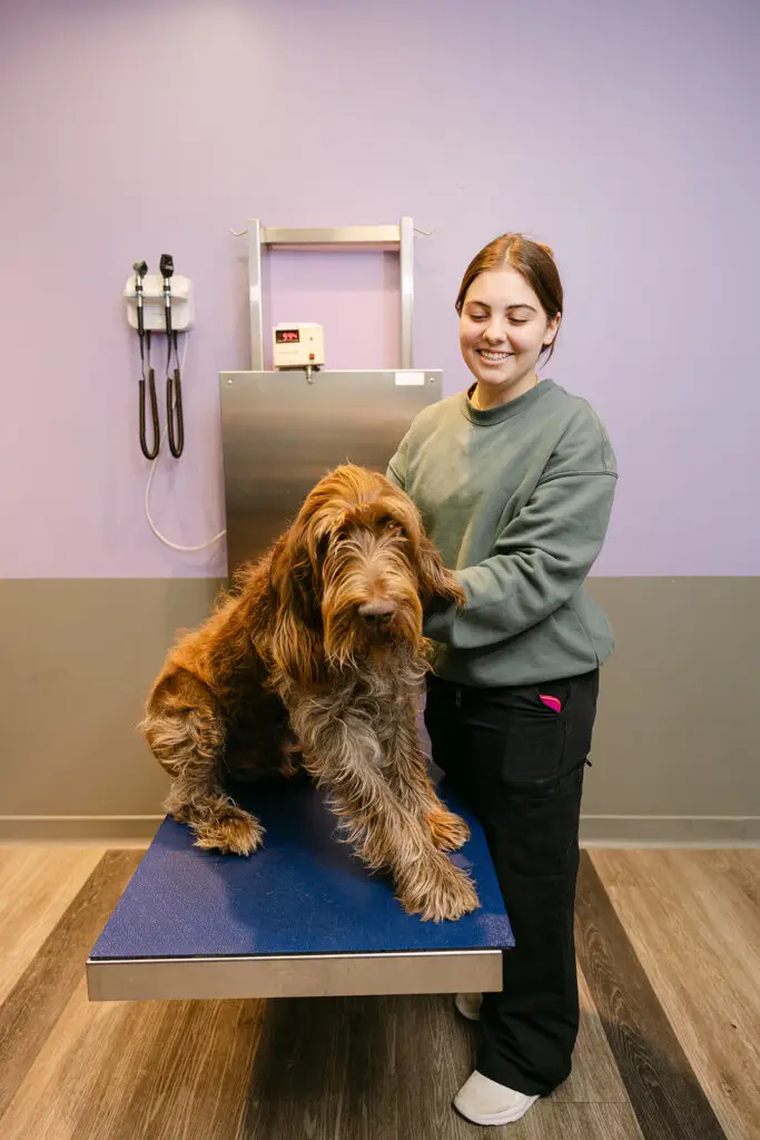 A large dog on an exam table with its owner at Philadelphia Animal Hospital