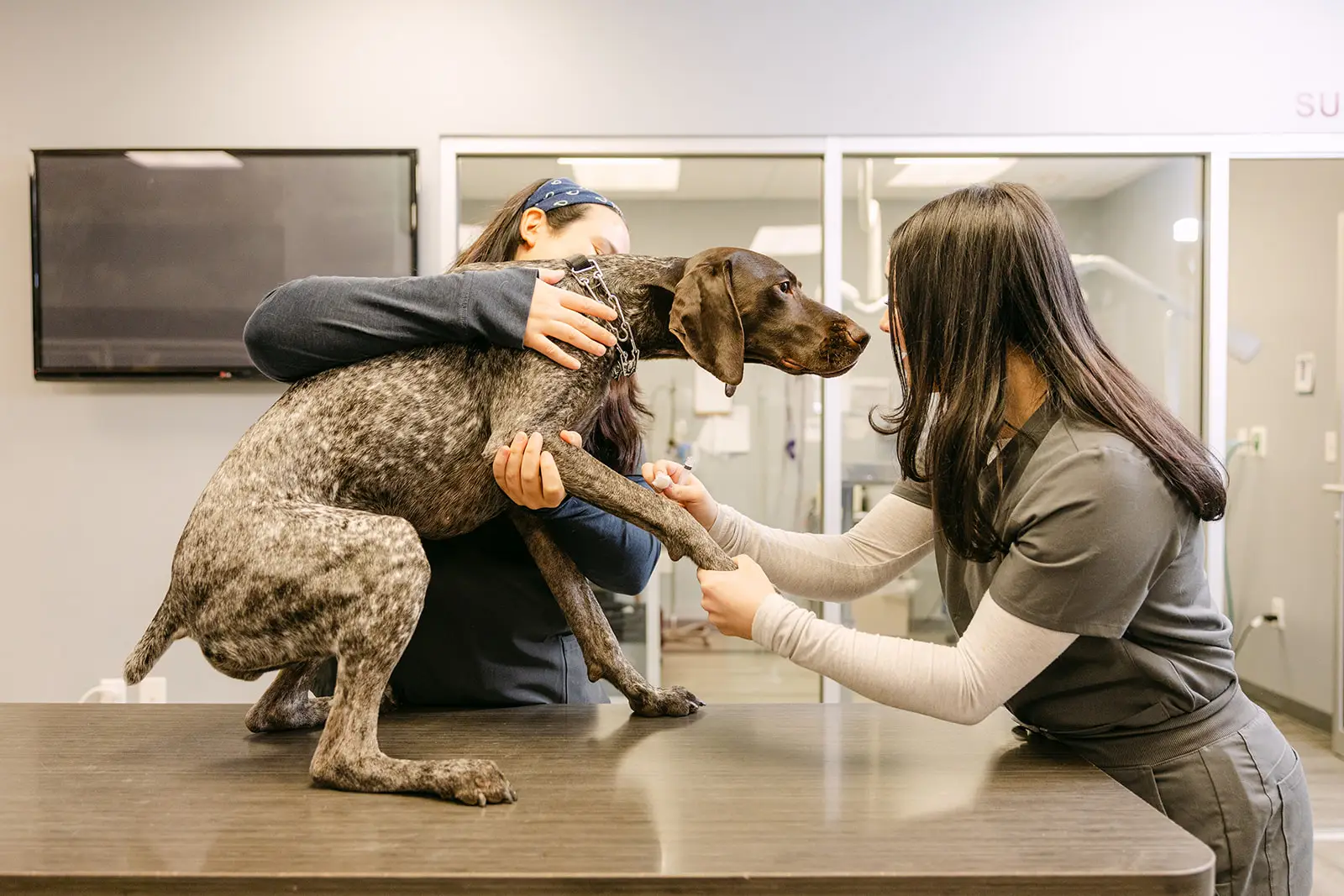 A dog on an exam table getting a vaccine during a wellness exam at Philadelphia Animal Hospital