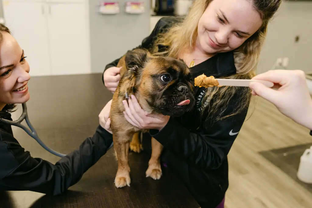 A small dog gets a peanut butter treat during an exam at Philadelphia Animal Hospital